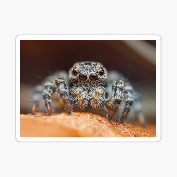 Item preview, Jumping Spider designed and sold by AdaOnio.