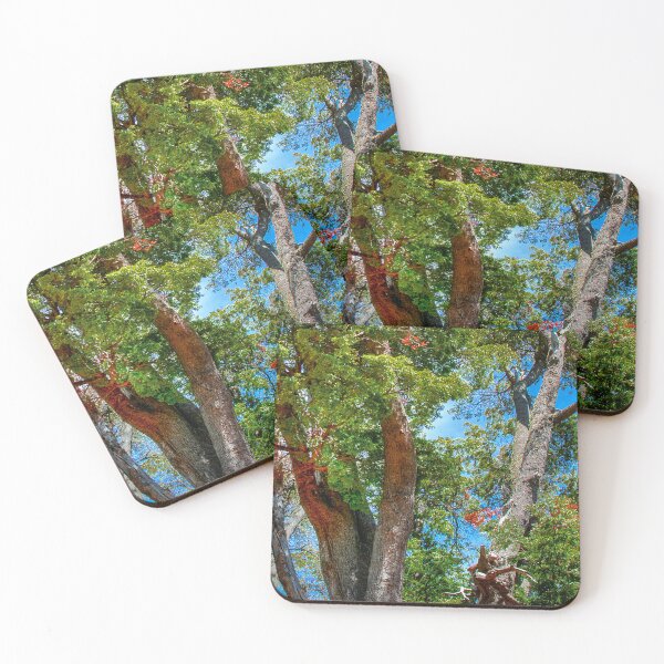 Item preview, Patagonian forest trees close-up, rio negro province, patagonia, argentina designed and sold by DFLC Prints.