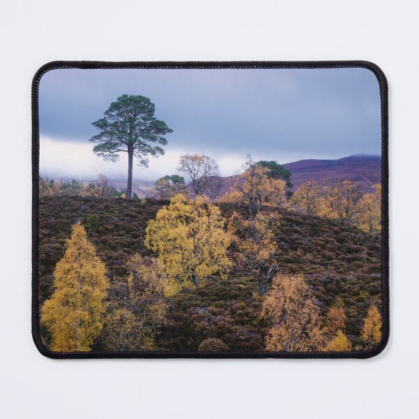 Item preview, Lone Pine, Glen Affric designed and sold by ShinyPhoto.