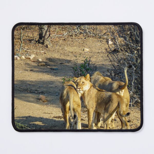 Item preview, African Lion Looking at the Camera designed and sold by jrtwynam.