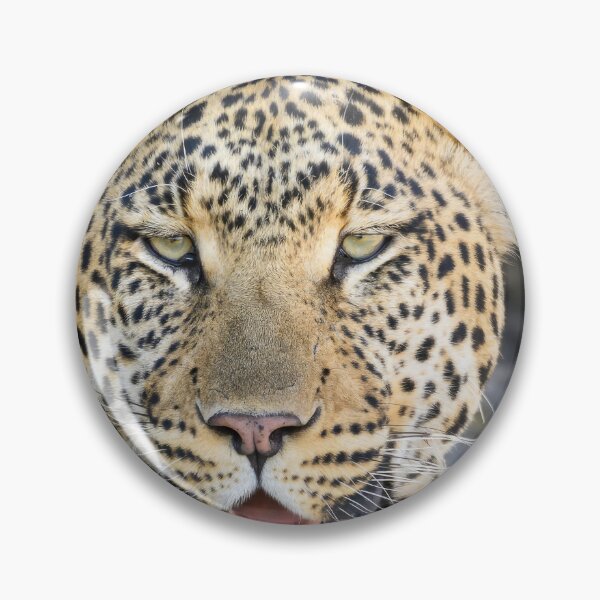Item preview, Close-Up of a Male Leopard in Africa designed and sold by jrtwynam.