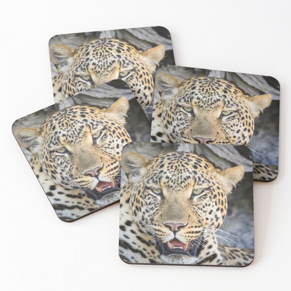 Item preview, Close-Up of a Male Leopard in Africa designed and sold by jrtwynam.