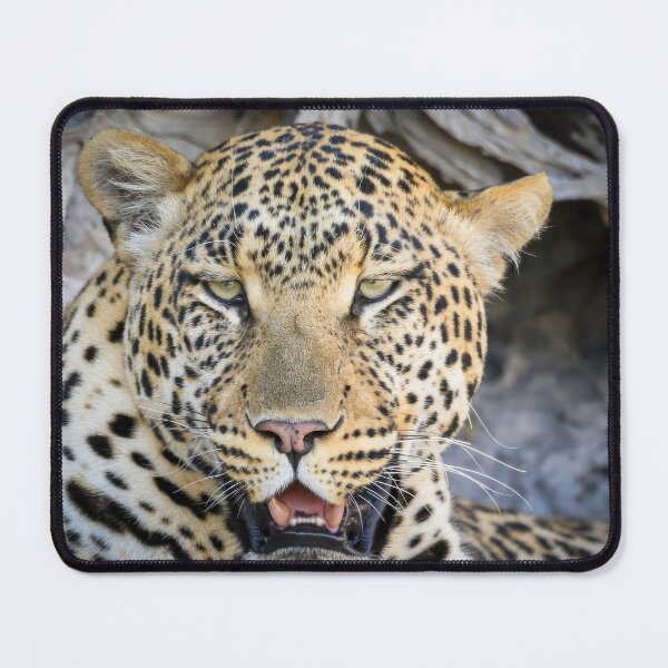 Item preview, Close-Up of a Male Leopard in Africa designed and sold by jrtwynam.