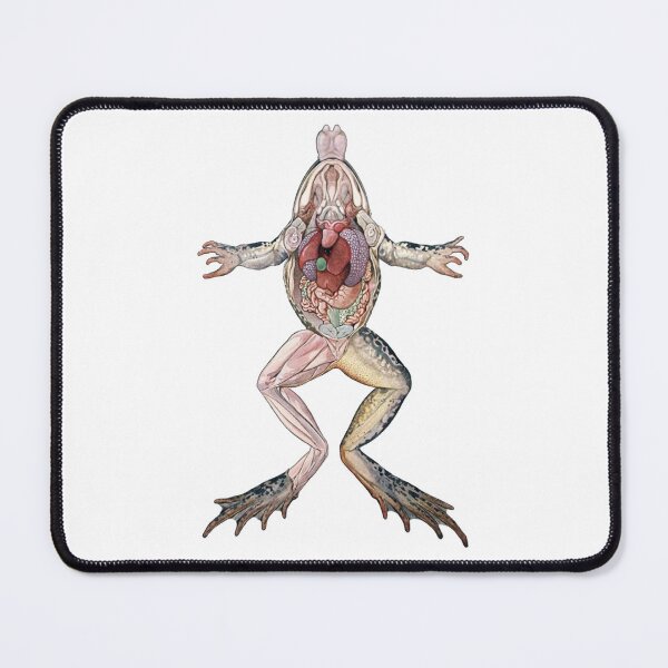 Item preview, Vintage Frog Anatomy Illustration, Frog Dissection Illustration  designed and sold by HawthorneFlame.