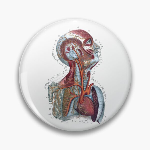 Item preview, Vintage Human Torso Anatomy Illustration in Color designed and sold by HawthorneFlame.