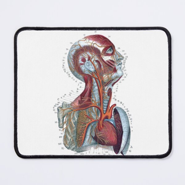 Item preview, Vintage Human Torso Anatomy Illustration in Color designed and sold by HawthorneFlame.