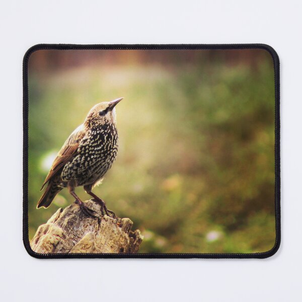 Item preview, Golden Glow of The Starling designed and sold by ForestWanderersArt.