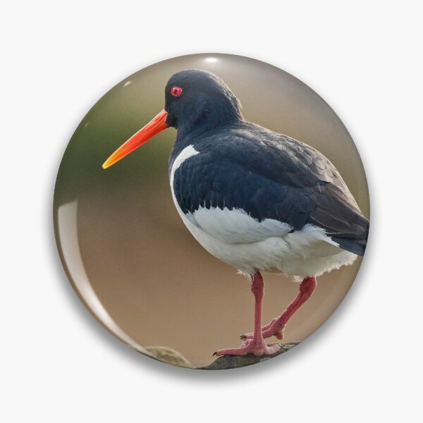 Item preview, Oystercatcher designed and sold by Tom McPherson Photography.