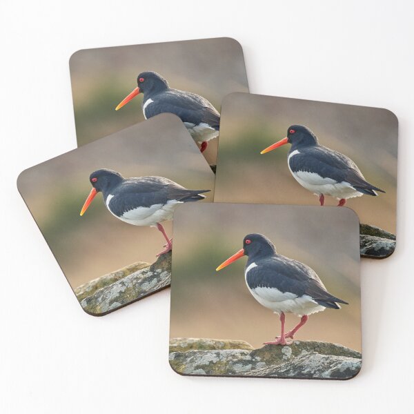 Item preview, Oystercatcher designed and sold by Tom McPherson Photography.