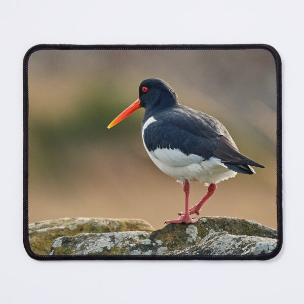 Item preview, Oystercatcher designed and sold by Tom McPherson Photography.