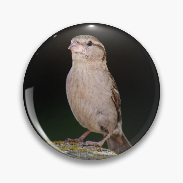 Artikelvorschau, Aufrecht stehend (weiblicher Haussperling) entworfen und verkauft von ForestWanderersArt.