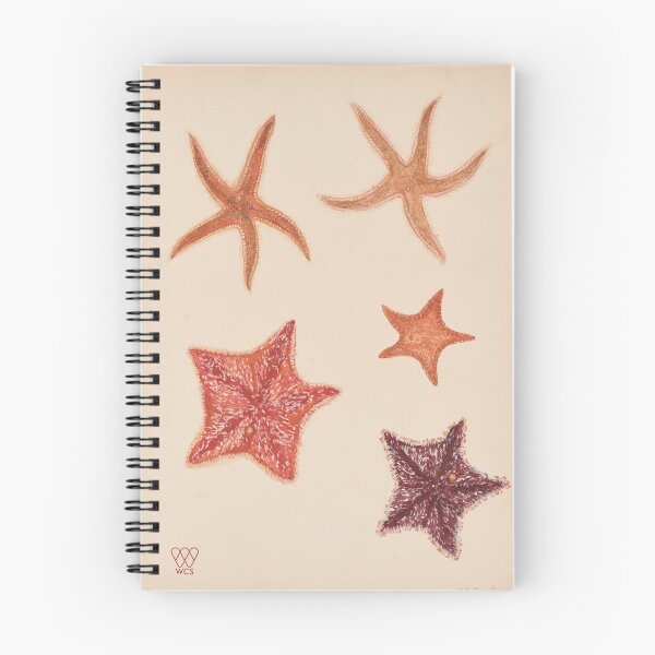 Item preview, Hudson Canyon Starfishes designed and sold by WCS-Archives.