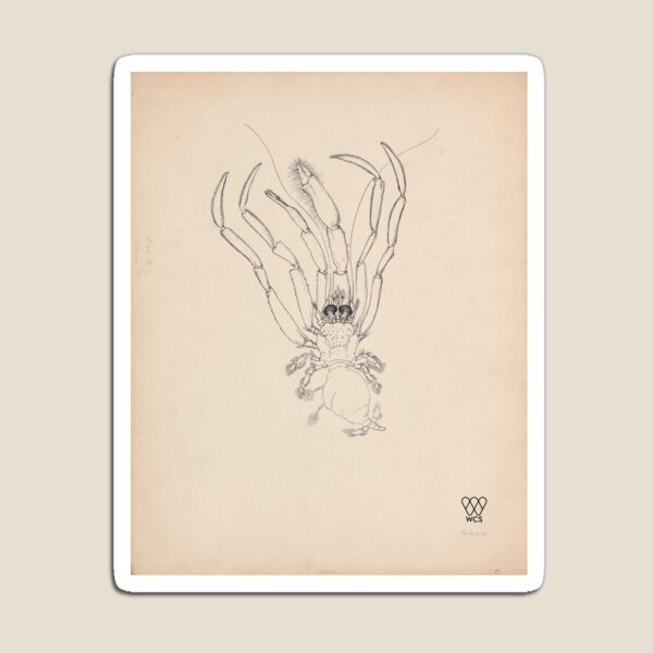 Item preview, Hudson Canyon Crustacean designed and sold by WCS-Archives.