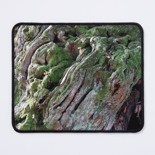 Item preview, Chestnut tree Tino Swiss designed and sold by nikawanders.