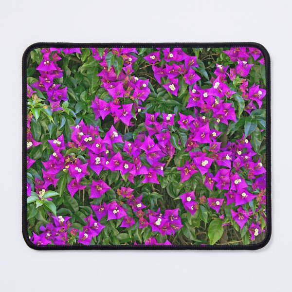 Item preview, Bougainvillea or bougainvillea designed and sold by manoloshoping.
