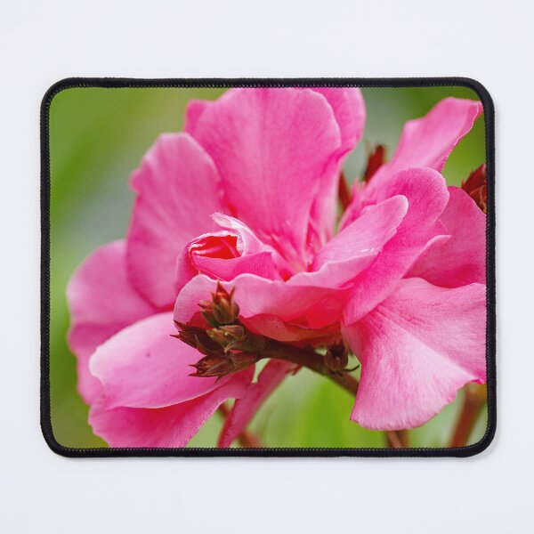 Item preview, Nerium oleander or pink chorus flower designed and sold by manoloshoping.
