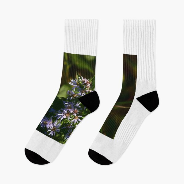 Item preview, American Asters At Orlando Wetlands Park designed and sold by MercerImages.