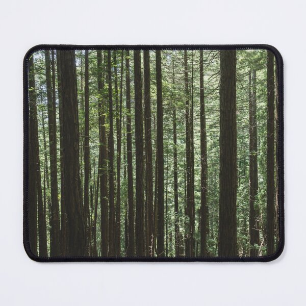 Item preview, Forest of tall trees in Muir Woods, California in 2024. designed and sold by blindphotog.