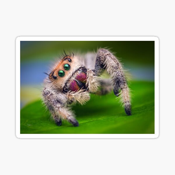 Item preview, Jumping Spider designed and sold by AdaOnio.