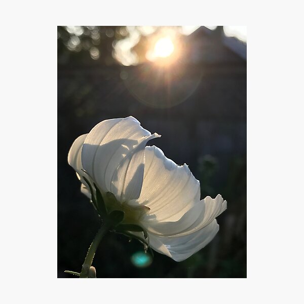 Item preview, White Cosmo Bloom in Morning Sun designed and sold by ENOCHSEEDS.