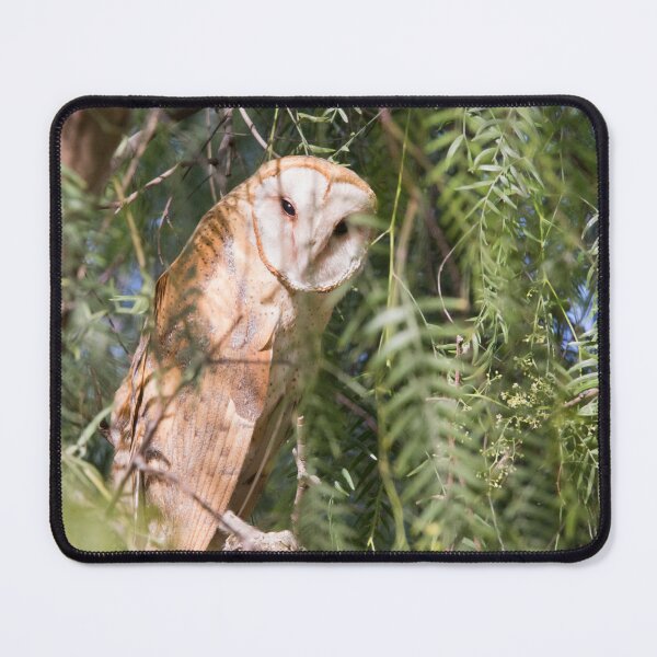 Item preview, American Barn Owl designed and sold by CarolM.