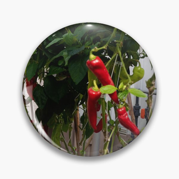 Item preview, Living With The Land Peppers designed and sold by ShutterbugBttns.
