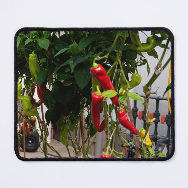 Item preview, Living With The Land Peppers designed and sold by ShutterbugBttns.