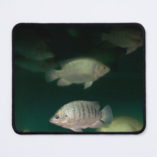Item preview, Fish designed and sold by ShutterbugBttns.