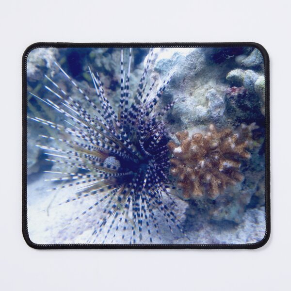 Item preview, Banded Sea Urchin designed and sold by ShutterbugBttns.