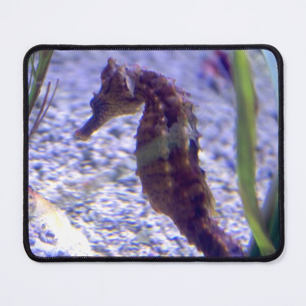 Item preview, Seahorse designed and sold by ShutterbugBttns.
