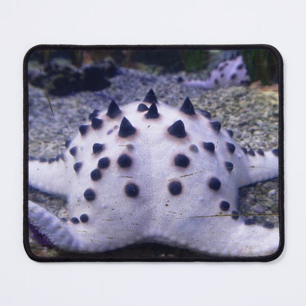 Item preview, Horned Sea Star designed and sold by ShutterbugBttns.