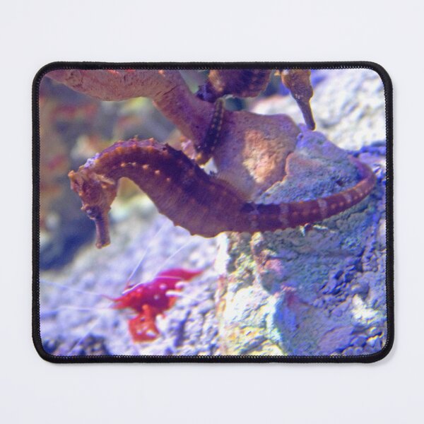 Item preview, Seahorse designed and sold by ShutterbugBttns.