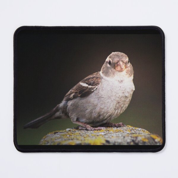 Item preview, Fluffy Little Sparrow designed and sold by ForestWanderersArt.