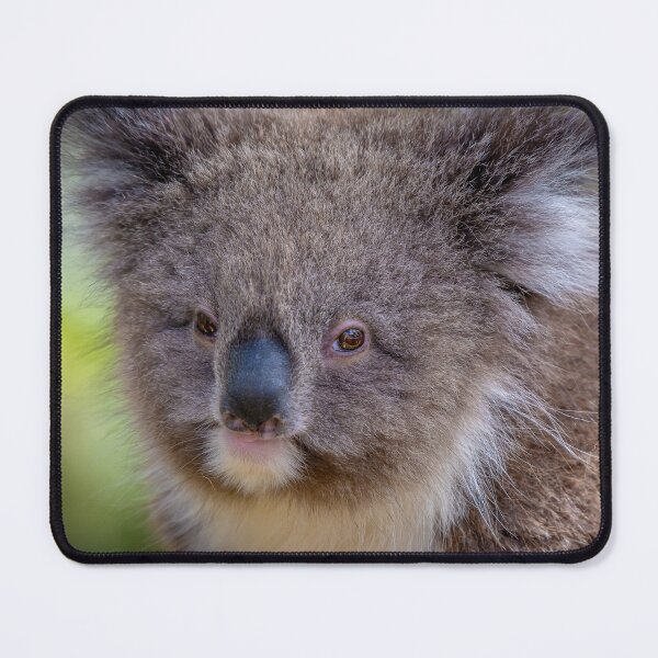 Item preview, Koala close up designed and sold by Kathie Thomas.