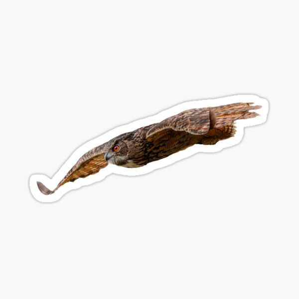 Item preview,  Eurasian Eagle owl in flight designed and sold by OwlOccasions.