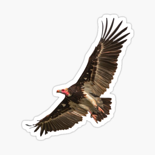 Item preview, White-faced Vulture in flight designed and sold by OwlOccasions.