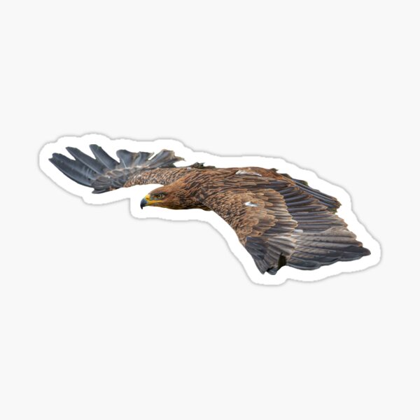 Item preview, the flight of a Tawny Eagle designed and sold by OwlOccasions.