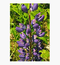 Lupin Photographic Print