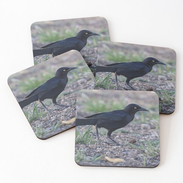 Item preview, Carib Grackle designed and sold by LaurenTucker.