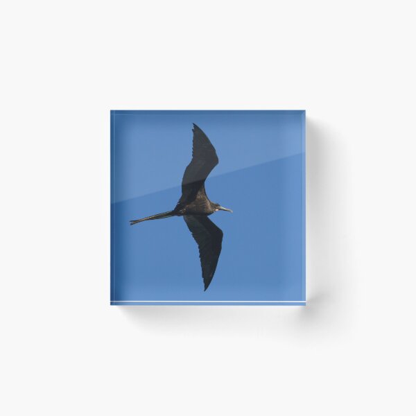 Item preview, Magnificent Frigatebird designed and sold by LaurenTucker.