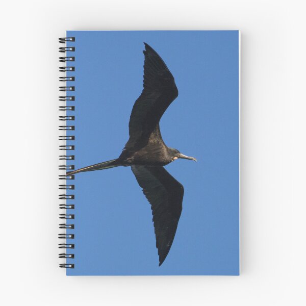 Item preview, Magnificent Frigatebird designed and sold by LaurenTucker.