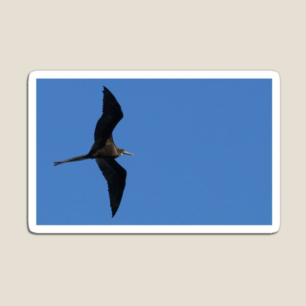 Item preview, Magnificent Frigatebird designed and sold by LaurenTucker.