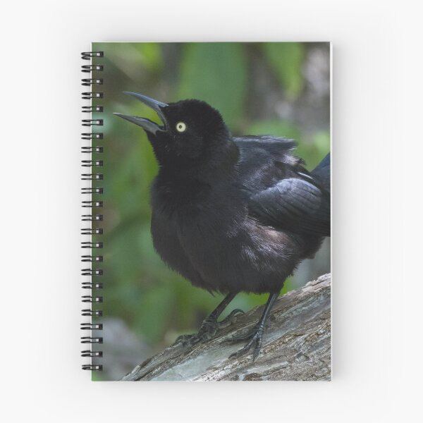 Item preview, Carib Grackle designed and sold by LaurenTucker.
