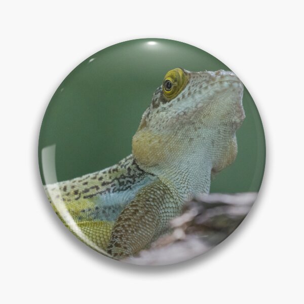Item preview, Antiguan Anole Lizard designed and sold by LaurenTucker.