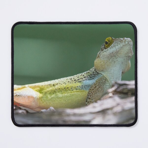 Item preview, Antiguan Anole Lizard designed and sold by LaurenTucker.