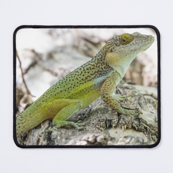 Item preview, Antiguan Anole Lizard designed and sold by LaurenTucker.