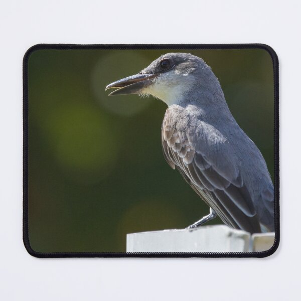 Item preview, Grey Kingbird designed and sold by LaurenTucker.