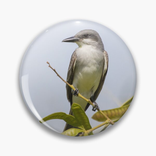 Item preview, Grey Kingbird designed and sold by LaurenTucker.