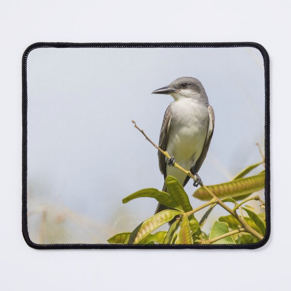 Item preview, Grey Kingbird designed and sold by LaurenTucker.