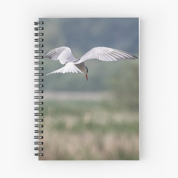 Item preview, Common Tern (looking down) designed and sold by lyttonimages.
